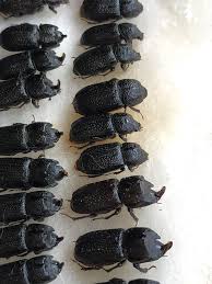 Attēlu rezultāti vaicājumam “Sinodendron cylindricum male”