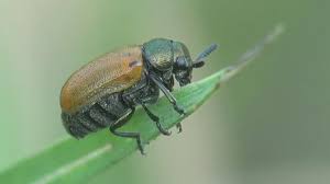 Attēlu rezultāti vaicājumam “Byturidae”