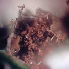 Attēlu rezultāti vaicājumam “Badhamiopsis scripta spores”