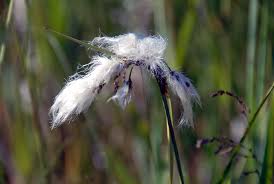 Attēlu rezultāti vaicājumam “Eriophorum angustifolium fruit”