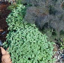 Image result for Origanum vulgare