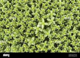 Attēlu rezultāti vaicājumam “Honckenya peploides leaf”