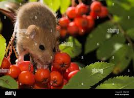 Attēlu rezultāti vaicājumam “Muscardinus avellanarius”