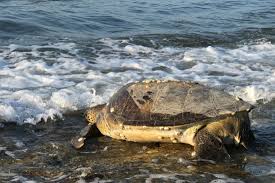 Image result for Caretta caretta