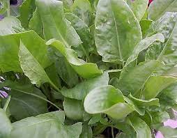 Attēlu rezultāti vaicājumam “Rumex acetosa fruit”