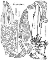 Attēlu rezultāti vaicājumam “Didymodon rigidulus”