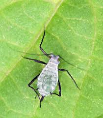 Attēlu rezultāti vaicājumam “Macrosiphoniella absinthii”