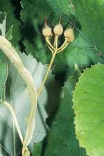 Attēlu rezultāti vaicājumam “Tilia tomentosa fruit”