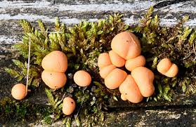 Attēlu rezultāti vaicājumam “Lycogala maculatum”