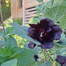 Image result for Alcea rosea nigra