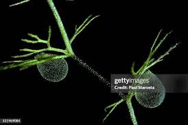 Attēlu rezultāti vaicājumam “Utricularia intermedia leaf”