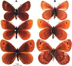 Attēlu rezultāti vaicājumam “Erebia aethiops underside”