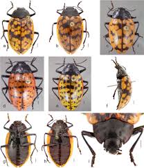 Attēlu rezultāti vaicājumam “Erotylidae”