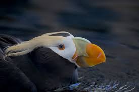 Image result for Fratercula cirrhata