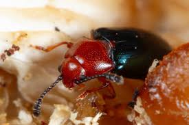 Attēlu rezultāti vaicājumam “Triplax aenea”