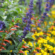 Attēlu rezultāti vaicājumam “Salix x doniana flower”