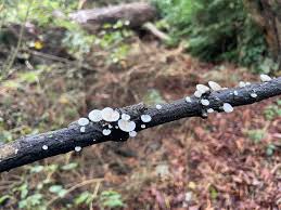 Attēlu rezultāti vaicājumam “Rimbachia neckerae”