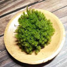 Attēlu rezultāti vaicājumam “Racomitrium canescens”