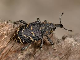 Attēlu rezultāti vaicājumam “Hylobius abietis”