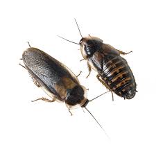 Attēlu rezultāti vaicājumam “Badhamia dubia macro”