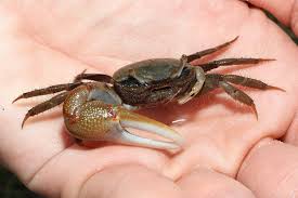 Image result for Callinectes sapidus