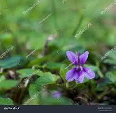 Attēlu rezultāti vaicājumam “Viola reichenbachiana flower”