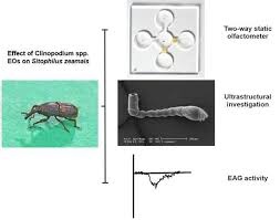 Attēlu rezultāti vaicājumam “Pterostichus aethiops”