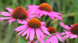 Image result for Echinacea purpurea