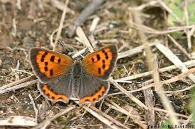 Attēlu rezultāti vaicājumam “Lycaena phlaeas underside”