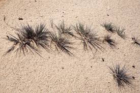 Attēlu rezultāti vaicājumam “Corynephorus canescens fruit”