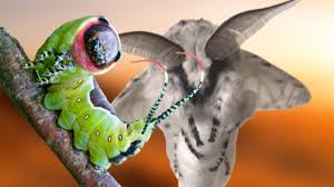 Attēlu rezultāti vaicājumam “Cerura vinula”