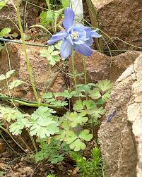 Attēlu rezultāti vaicājumam “Anthyllis arenaria”
