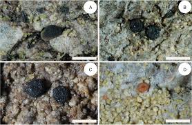 Attēlu rezultāti vaicājumam “Bacidia subincompta”