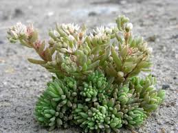 Attēlu rezultāti vaicājumam “Sedum hispanicum leaf”