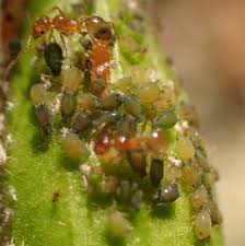 Attēlu rezultāti vaicājumam “Aphis farinosa”