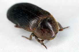 Attēlu rezultāti vaicājumam “Dermestidae”