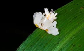 Image result for crab spider