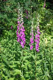 Image result for Fingerhut rot