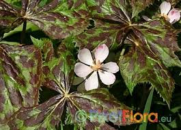 Attēlu rezultāti vaicājumam “Podophyllum hexandrum flower”