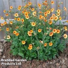 Attēlu rezultāti vaicājumam “Geum”