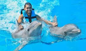 Image result for Adventure Dolphin