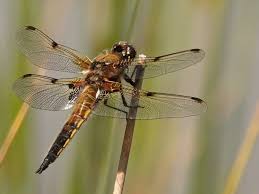 Attēlu rezultāti vaicājumam “Libellula quadrimaculata eggs”