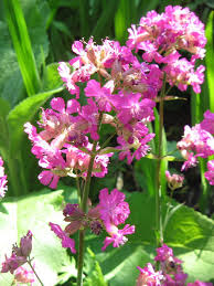 Attēlu rezultāti vaicājumam “Silene viscaria bud”