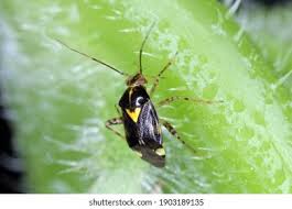 Attēlu rezultāti vaicājumam “Miridae”