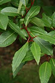 Attēlu rezultāti vaicājumam “Salix myrtilloides leaf”