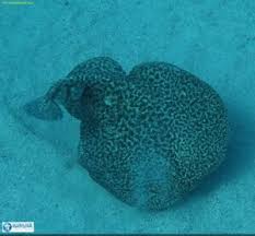 Image result for Torpedo marmorata