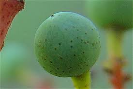 Attēlu rezultāti vaicājumam “Parthenocissus quinquefolia fruit”