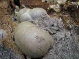 Attēlu rezultāti vaicājumam “Lycogala flavofuscum”