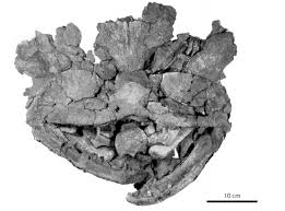 Attēlu rezultāti vaicājumam “Laccognathus panderi”