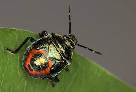 Attēlu rezultāti vaicājumam “Troilus luridus”